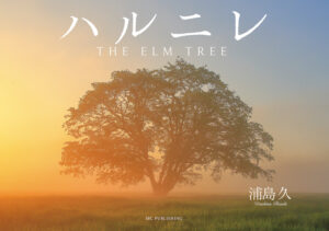 ハルニレ　THE ELM TREE